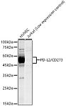Western blot - PD-L2/CD273 Rabbit mAb (A23287)
