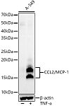 Western blot - CCL2/MCP-1 Rabbit mAb (A23288)