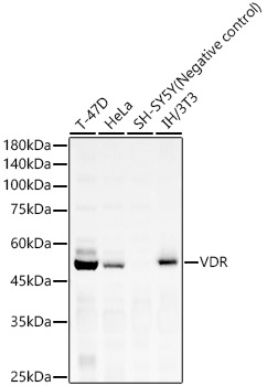 VDR Rabbit monoclonal antibody