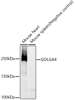 GOLGA4 Rabbit monoclonal antibody