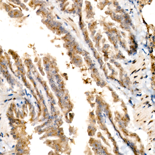 GOLGA4 Rabbit monoclonal antibody
