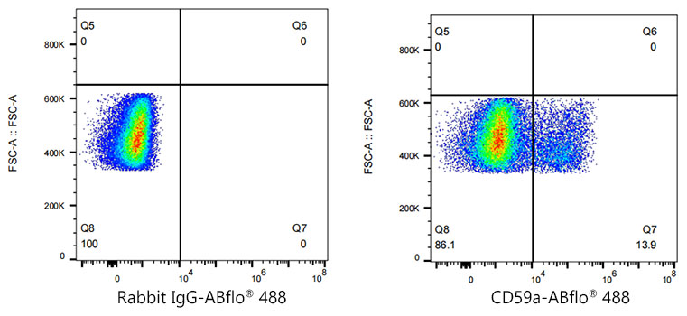 ABflo[R] 488 Rabbit anti-Mouse CD59a monoclonal antibody