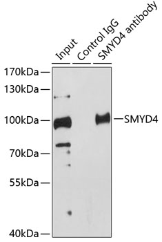 SMYD4 Rabbit polyclonal antibody