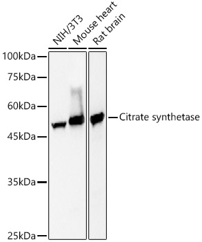 Citrate synthetase Rabbit monoclonal antibody