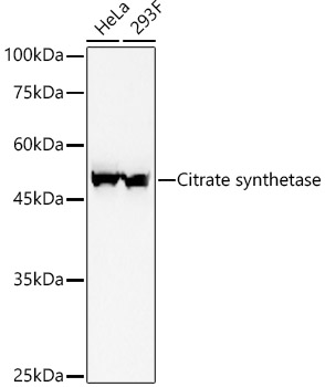Citrate synthetase Rabbit monoclonal antibody