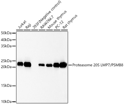 Proteasome 20S LMP7/PSMB8 Rabbit monoclonal antibody