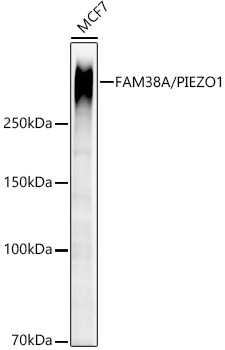 [KO Validated] FAM38A/PIEZO1 Rabbit monoclonal antibody