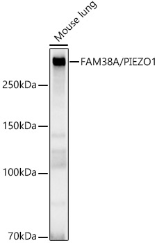 [KO Validated] FAM38A/PIEZO1 Rabbit monoclonal antibody