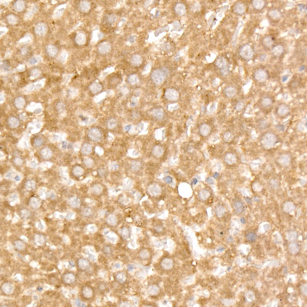[KO Validated] FAM38A/PIEZO1 Rabbit monoclonal antibody