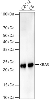 [KO Validated] KRAS Rabbit monoclonal antibody