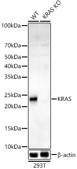[KO Validated] KRAS Rabbit monoclonal antibody