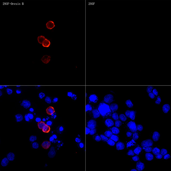 Orexin B Rabbit monoclonal antibody