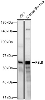 RELB Rabbit monoclonal antibody