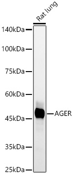 AGER Rabbit monoclonal antibody