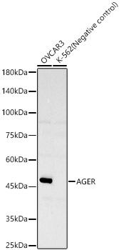 AGER Rabbit monoclonal antibody