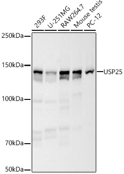 USP25 Rabbit monoclonal antibody