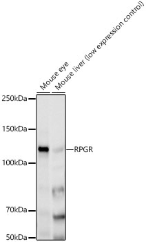 RPGR Rabbit monoclonal antibody