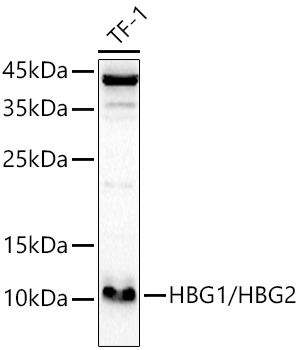 HBG1/HBG2 Rabbit polyclonal antibody