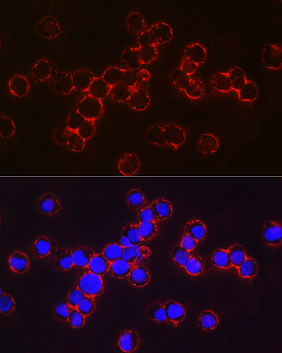 HBG1/HBG2 Rabbit polyclonal antibody