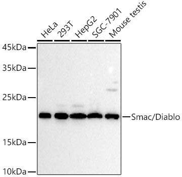 Smac/Diablo Rabbit monoclonal antibody