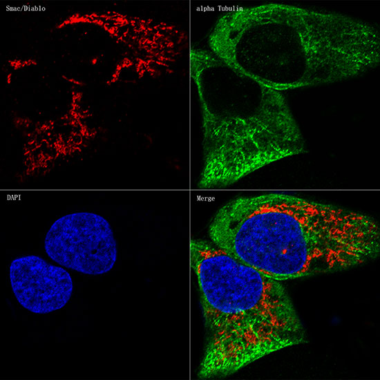 Smac/Diablo Rabbit monoclonal antibody