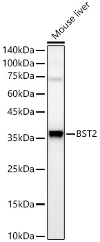 BST2 Rabbit monoclonal antibody