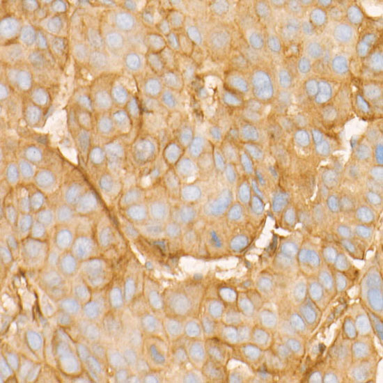 BST2 Rabbit monoclonal antibody