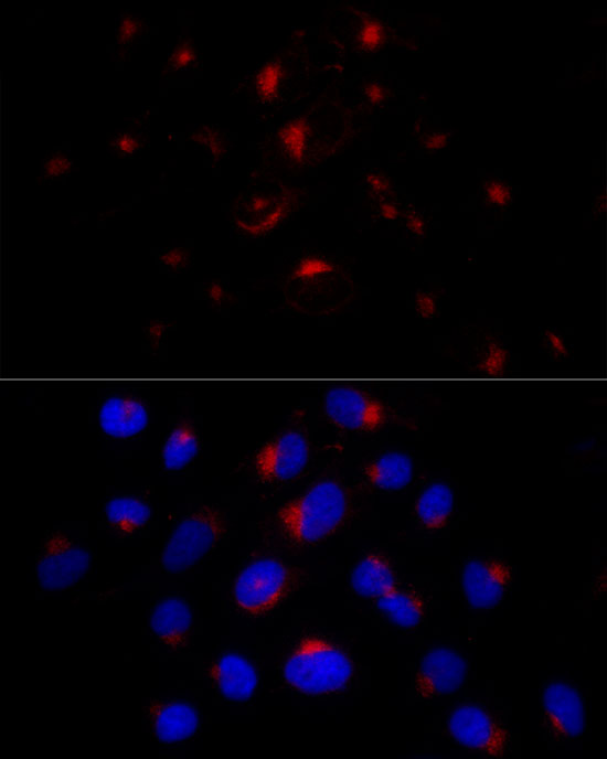 BST2 Rabbit monoclonal antibody