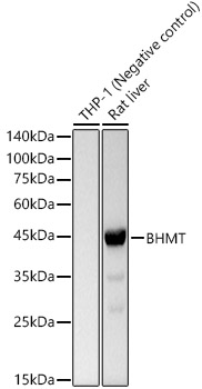 BHMT Rabbit monoclonal antibody