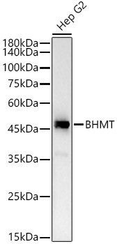 BHMT Rabbit monoclonal antibody