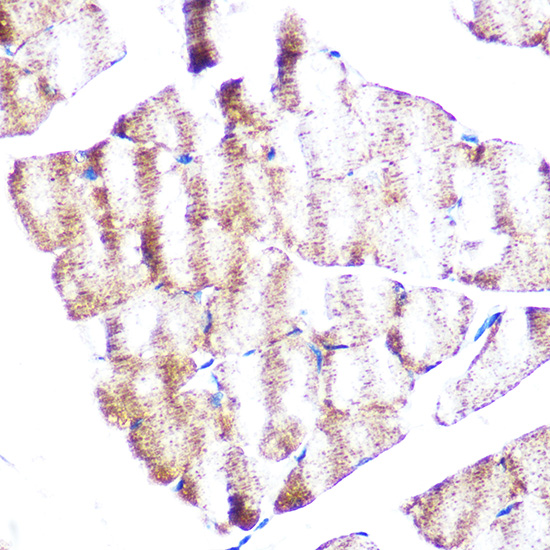 Vinculin Rabbit monoclonal antibody
