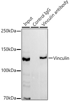 Vinculin Rabbit monoclonal antibody