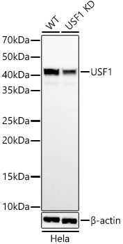 [KD Validated] USF1 Rabbit monoclonal antibody