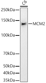 MCM2 Rabbit monoclonal antibody