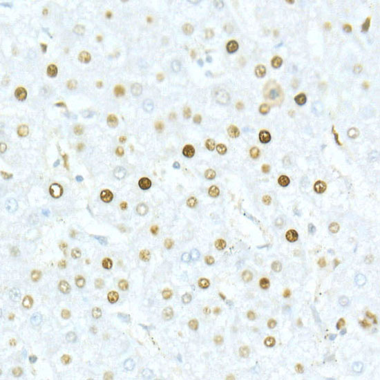 MCM2 Rabbit monoclonal antibody