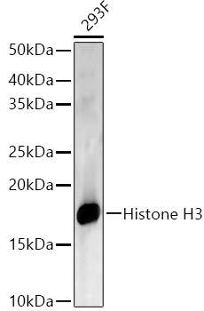 Histone H3 Rabbit polyclonal antibody