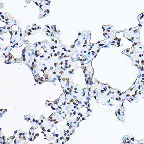 Histone H3 Rabbit polyclonal antibody