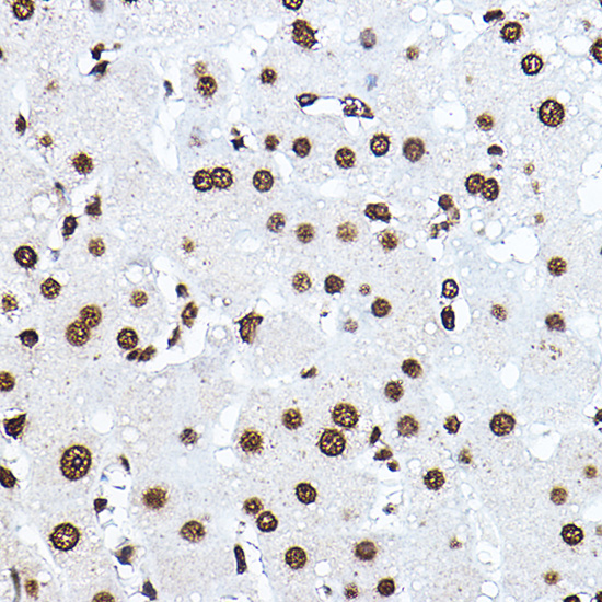 Histone H3 Rabbit polyclonal antibody
