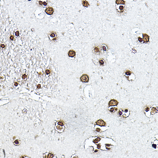 Histone H3 Rabbit polyclonal antibody