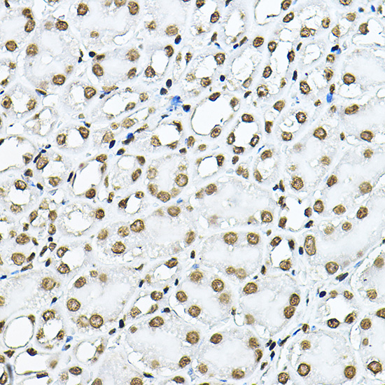 Histone H3 Rabbit polyclonal antibody