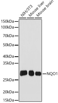 NQO1 Rabbit monoclonal antibody