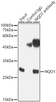 NQO1 Rabbit monoclonal antibody