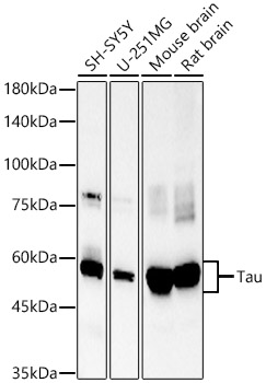 Tau Rabbit monoclonal antibody