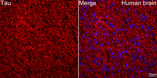 Tau Rabbit monoclonal antibody