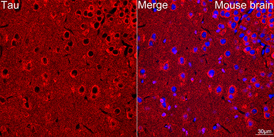 Tau Rabbit monoclonal antibody