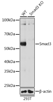 [KO Validated] Smad3 Rabbit monoclonal antibody