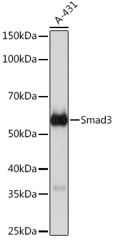 [KO Validated] Smad3 Rabbit monoclonal antibody