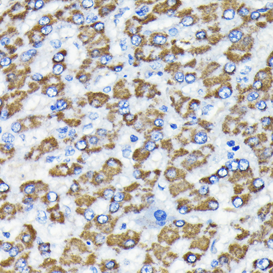 [KO Validated] Smad3 Rabbit monoclonal antibody