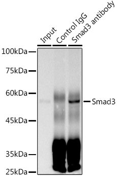 [KO Validated] Smad3 Rabbit monoclonal antibody