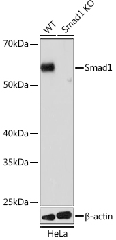 [KO Validated] Smad1 Rabbit monoclonal antibody
